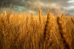 Country Photography Print – Picture of Golden Wheat at Harvest Time in Colorado