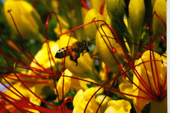 Bee and Bird of Paradise Photo 8″ x 10″ in 11″ x 14″ Matte Signed by Kim Barry