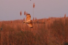 Short Eared Owl Photo, Pick One Image – Various Sizes