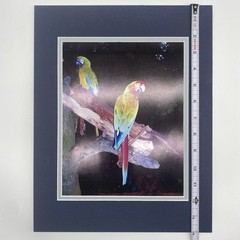 Matted Parrots Birds Photo Print 11 X 14 Wall Art Gallery Decor