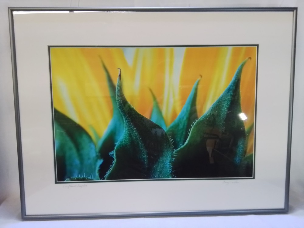 «Sunflower Graphic» – Framed Close-Up Photograph by Gary Coleman