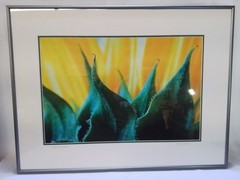 «Sunflower Graphic» – Framed Close-Up Photograph by Gary Coleman