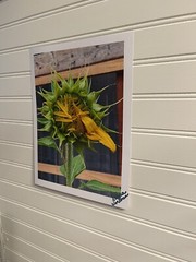 Sunflower #1 – landscape photograph 8.5×11