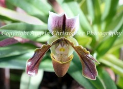 Original ACEO photo fine art print 2.5×3.5 in. LADY’S SLIPPER ORCHID pink flower