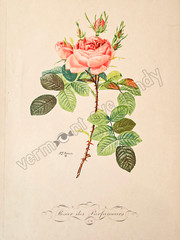 PJ Redouté Rose Bush Rosier des Parfumeurs Art for DIGITAL DOWNLOAD Print Home