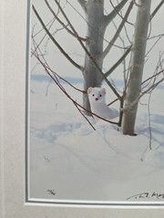 Thomas Mangelsen – Ermine in Trees (Signed 1999) 10×14 Framed