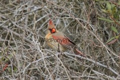 Cardinal Photo, Pick One Image – Various Sizes