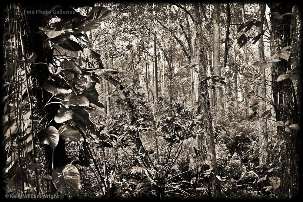 KELLY WILLIAM WRIGHT Original Landscape ENCHANTED FOREST Botanical Photo 8×11 in