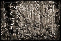 KELLY WILLIAM WRIGHT Original Landscape ENCHANTED FOREST Botanical Photo 13×19