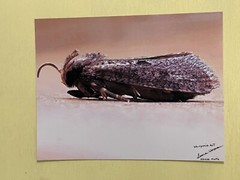 insect wall art photograph- House Moth 8.5×11