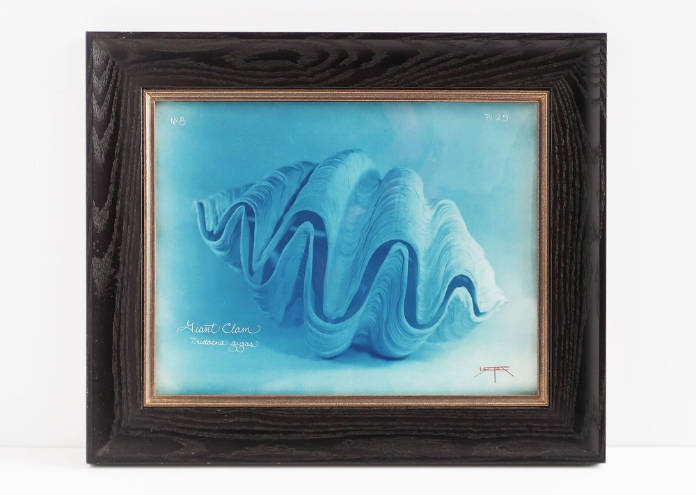 Laszlo Layton Original Signed Hand Toned Cyanotype Photograph Giant Clam 2004