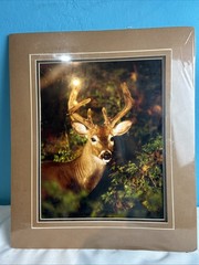Matted Deer Photo Print 20″ X 16″ Wall Art Gallery Decor SEALED