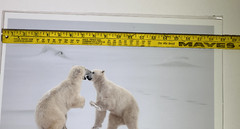 Polar Bears Sparring Photograph Print, signed, sealed in plastic 13″ x 19″
