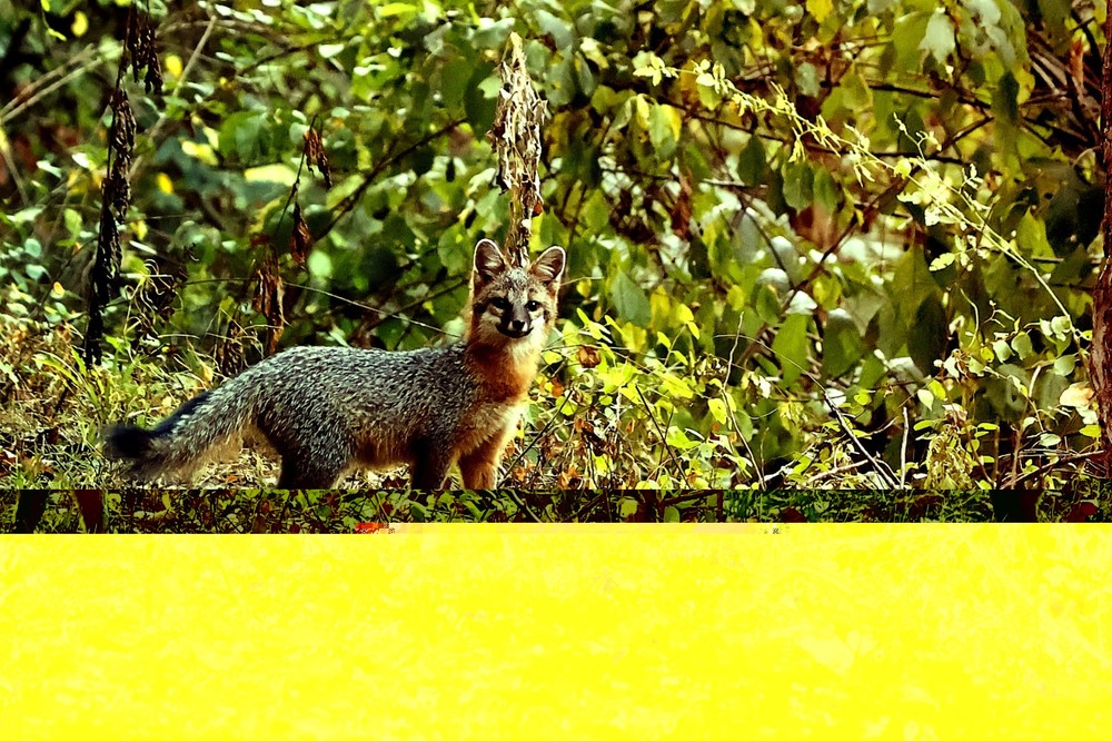 A Fox In The Woods