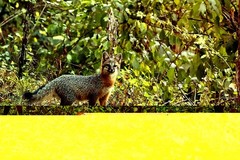 A Fox In The Woods