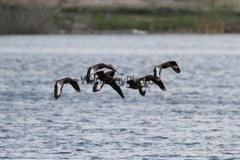 Black Bellied Whistling Duck Photo, Pick One Image – Various Sizes