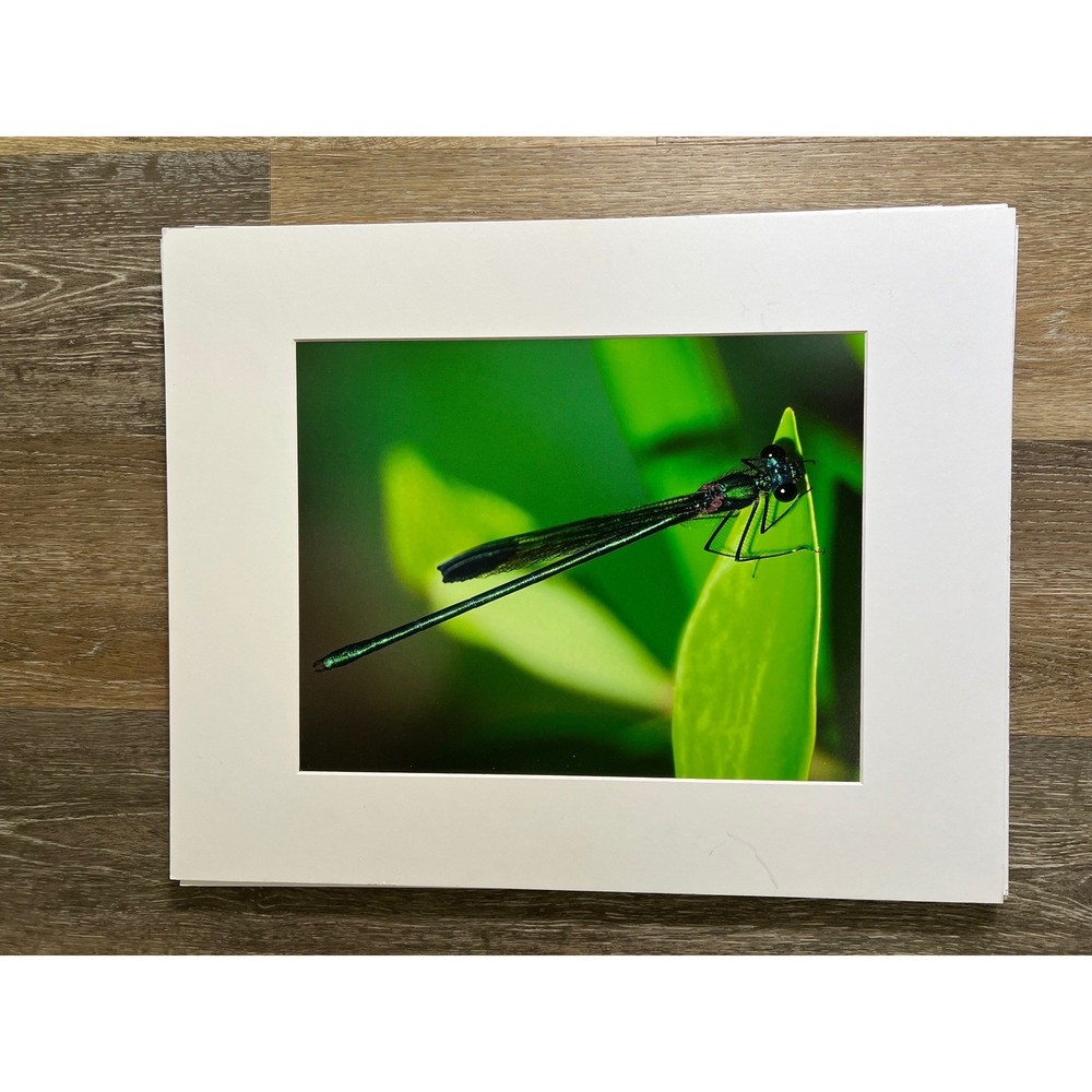 Damselfly Photography 20×16 Green Macro Nature Wall Art