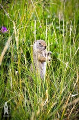 Ground Squirrel – Wildlife Fine Art Photography Prints