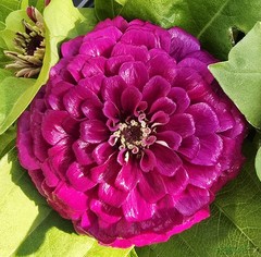 Flower print Nature Blossom Purple Fine Art Photo Dye sublimation on aluminum.