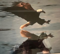 Thomas Mangelsen «EAGLE DIVING» Photograph Is 19×16 201/850 Signed