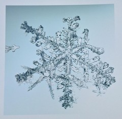 MIKE & DOUG STARN TWINS ‘Sno6_034.1 (Snowflake)’, 2005 SIGNED Photograph **NEW**