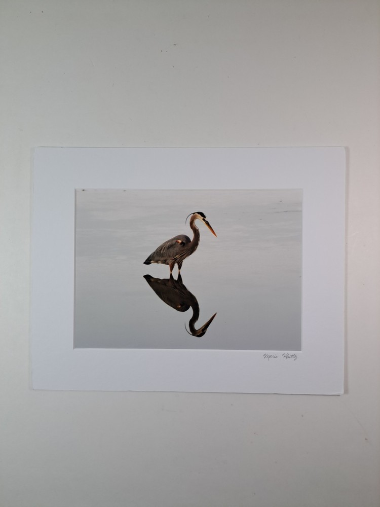 Art Photo Of Great Blue Heron Bird By Marie Kluttz