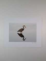 Art Photo Of Great Blue Heron Bird By Marie Kluttz