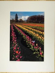 Tom Adams Photography Tulip Field Green Gables Farm Oregon Photo Art 11X14