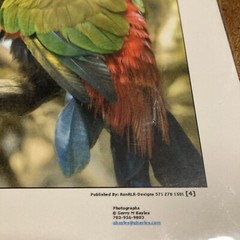 RonRLR-Design Photographs Print By Gerry M Bayles Tropical Bird Ready To Frame