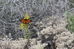 Butterflies Photo, Pick One Image – Various Sizes
