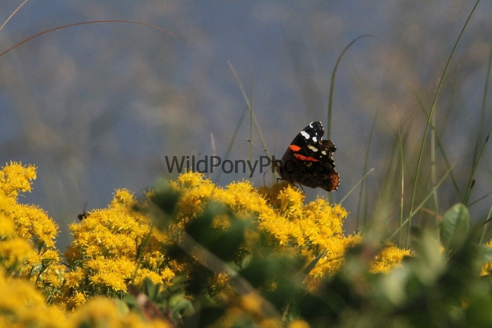 Butterflies Photo, Pick One Image – Various Sizes
