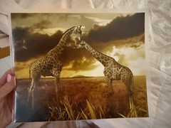 Giraffe Photo, Wildlife Photography, Animal Photo Print, Family of Giraffes Art