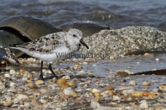 Sanderling Photo, Pick One Image – Various Sizes