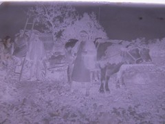Vintage Ox Team Historic Large Glass Negative No 1
