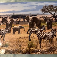 Paul Gruner elephant & zebra safari Metal Art Signed