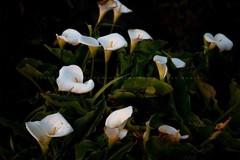 Wild Calla Lilies in Big Sur California Photo Print (Unframed)