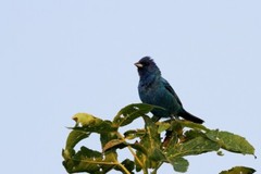 Indigo Bunting Photo, Pick One Image – Various Sizes