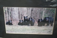 5 CUBS/MOTHER BEAR 14″ X 11″ Matted Signed Iconic Photo Tom Sears 2008 NEW