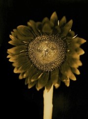 CHUCK CLOSE ‘Sunflower’, 2006/2011 SIGNED Photograph 24 x 18 in. #32/60 **NEW**