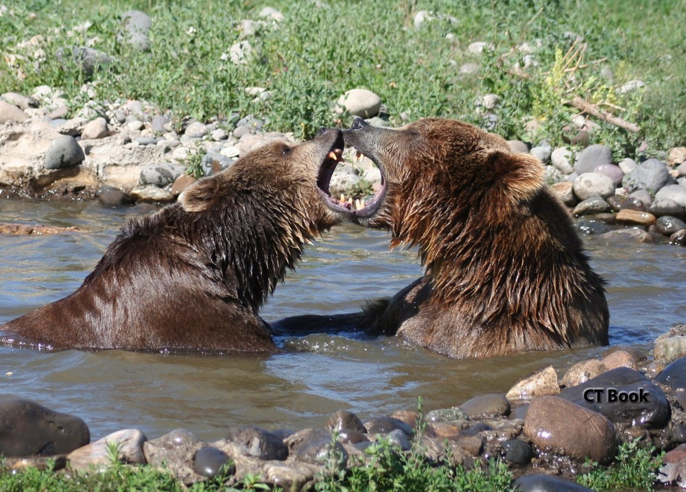 11x14in Lustre Print of Grizzly Bears Playing In Water