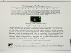 Thomas Mangelsen 8X10 «Gentle Giant The Silverback» Image of Nature P155