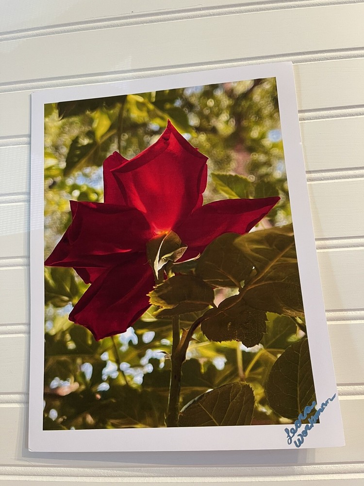 Garden Rose # 2 – landscape photograph 8.5×11