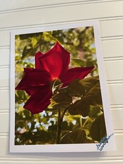 Garden Rose # 2 – landscape photograph 8.5×11