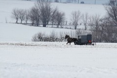 Amish Buggy Photo, Pick One Image – Various Sizes
