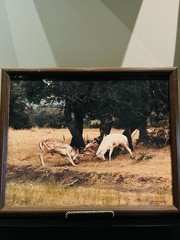 VTG Photo Nature Framed Photo “Duel at Dawn,» Photographer Dennis Norton 8/100￼