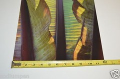 BEAUTIFUL 18″ x 12″ Photo Photograph Print BO BIXLER San Francisco Nature Plant