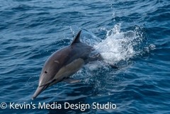 Wildlife photographic print of a dolphin jumping out of the ocean.
