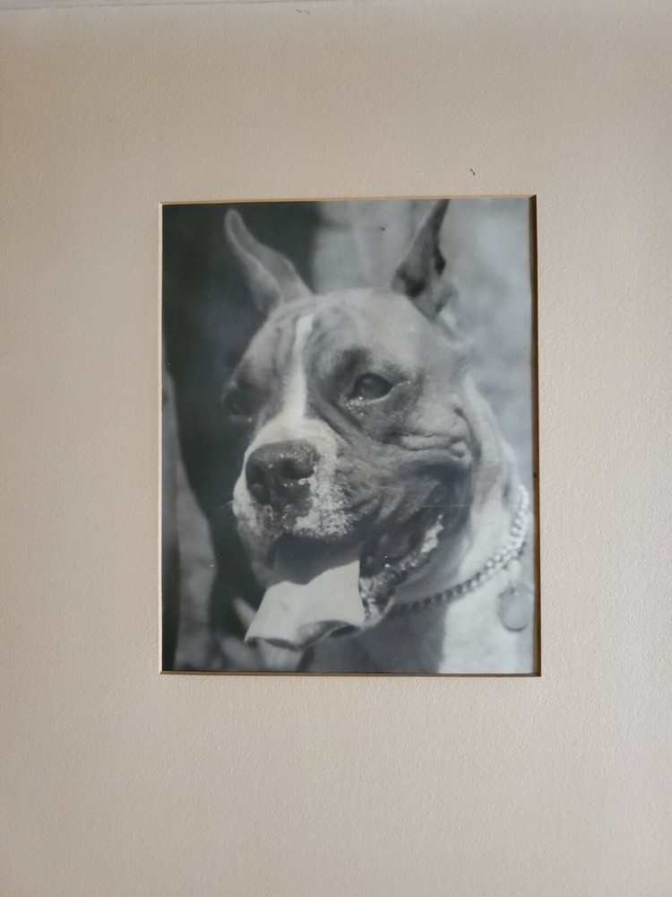 DOG PORTRAIT LARGE ORIGINAL SIGNED ART PHOTO B&W STETTNER VTG MATTE NJ CAMERA