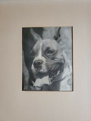 DOG PORTRAIT LARGE ORIGINAL SIGNED ART PHOTO B&W STETTNER VTG MATTE NJ CAMERA