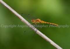 Original ACEO photo fine art print 2.5 x 3.5 inches ORANGE MEADOWHAWK DRAGONFLY